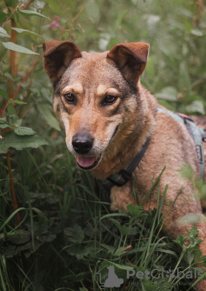 Photo №3. Ruby le chien à la recherche d'un foyer. Fédération de Russie