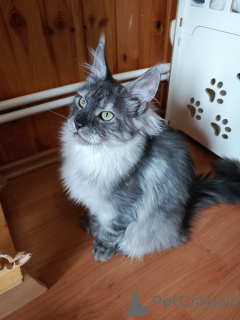 Photo №3. Chaton cote Mainkun polydakt. Fédération de Russie