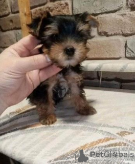 Photos supplémentaires: Yorkshire Terrier.