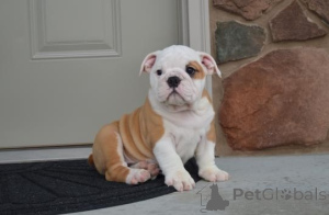 Photo №3. Bulldog chiots anglais whatsapp 64 9-889 4165. Suisse