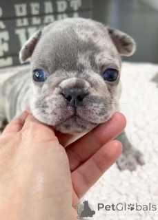 Photo №2 de l'annonce № 138249 de la vente bouledogue - acheter à USA annonce privée, éleveur