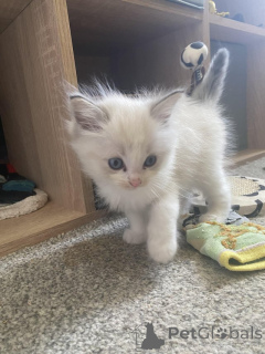 Photo №2 de l'annonce № 153884 de la vente ragdoll - acheter à Belgique annonce privée