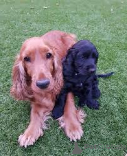 Photo №2 de l'annonce № 163879 de la vente cocker américain - acheter à Pays Bas annonce privée, éleveur