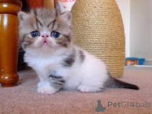 Photo №4. Je vais vendre exotic shorthair en ville de Nuremberg.  - prix - négocié