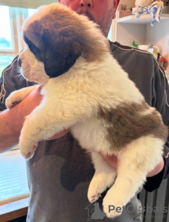 Photo №3. Areg St Bernard Puppies à vendre.. La Grande-Bretagne