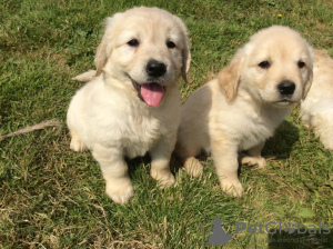 Photo №3. Magnifiques chiots golden retriever en adoption gratuite. Allemagne