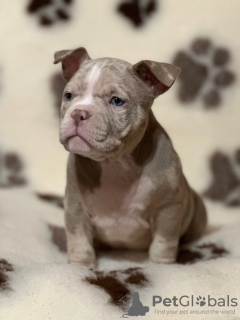 Photo №2 de l'annonce № 82418 de la vente american bully - acheter à USA annonce privée, éleveur