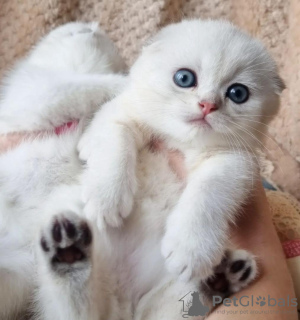 Photo №2 de l'annonce № 99289 de la vente scottish fold - acheter à USA annonce privée