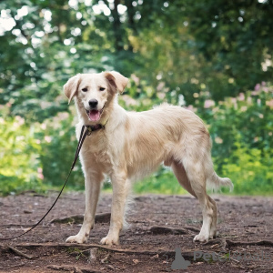 Photo №3. Cherche la maison du merveilleux chien Arnie.. Fédération de Russie