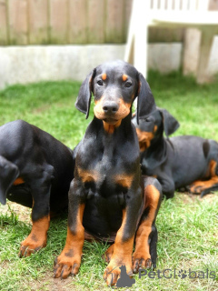 Photo №3. Chiots Dobermann. Belgique