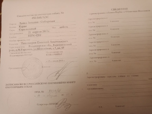 Photo №2 de l'annonce № 4203 de la vente  - acheter à Fédération de Russie éleveur