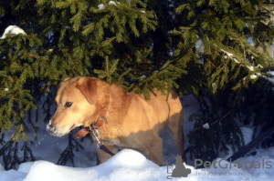 Photo №3. Charlie le chien. Fédération de Russie