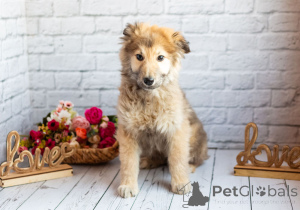 Photo №3. Le tendre garçon Balu cherche sa famille !. Fédération de Russie