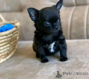 Photo №2 de l'annonce № 138791 de la vente  - acheter à USA 