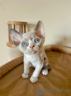 Photo №1. devon rex - à vendre en ville de Berlin | 350€ | Annonce № 114526