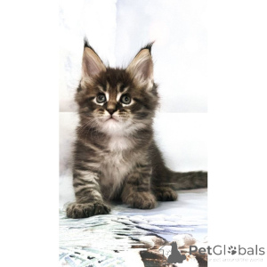 Photo №1. maine coon - à vendre en ville de Liverpool | 350€ | Annonce № 174386