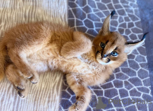 Photo №1. caracal - à vendre en ville de Oslo | 2500€ | Annonce № 99640