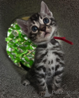 Photo №3. Chatons Bengal Lélégance Sauvage à Portate de Main. France