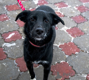 Photo №1. chien bâtard - à vendre en ville de Москва | Gratuit | Annonce №124560