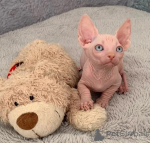 Photo №1. bambino - à vendre en ville de Birlenbach | 350€ | Annonce № 178164