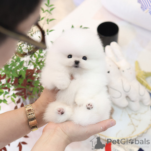 Photo №3. chiot de poméranie douce. La Grande-Bretagne