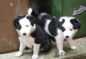 Photo №1. border collie - à vendre en ville de Augustusburg | 450€ | Annonce №169418