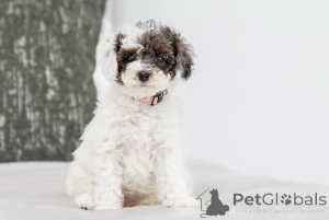 Photo №2 de l'annonce № 155605 de la vente labradoodle - acheter à Suède annonce privée