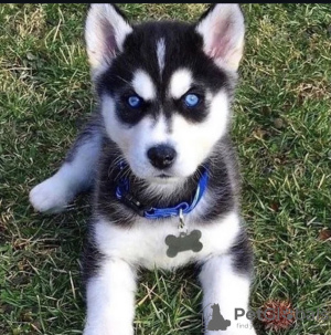 Photo №1. husky de sibérie - à vendre en ville de Novi Vinodolski | 350€ | Annonce №115728