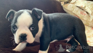 Photo №2 de l'annonce № 168188 de la vente terrier de boston - acheter à Suède annonce privée, éleveur