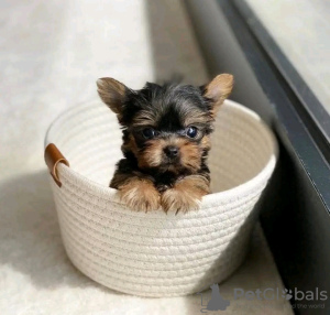 Photo №2 de l'annonce № 124093 de la vente yorkshire terrier - acheter à USA annonce privée, éleveur