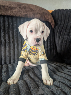 Photo №1. boxer - à vendre en ville de Courcelles | négocié | Annonce №169351