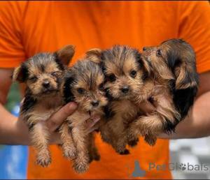 Photo №1. yorkshire terrier - à vendre en ville de Mayrhofen | négocié | Annonce №139010