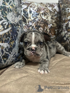 Photos supplémentaires: Chiots bouledogue français