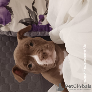 Photo №2 de l'annonce № 90971 de la vente american bully - acheter à La Lettonie annonce privée