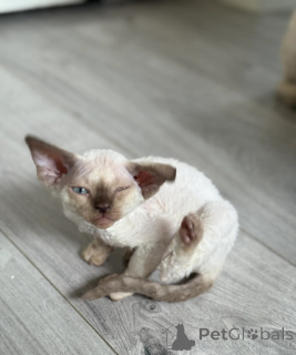 Photo №1. devon rex - à vendre en ville de Люксембург | 350€ | Annonce № 141863