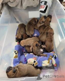 Photo №1. bullmastiff - à vendre en ville de Alice Springs | négocié | Annonce №168827