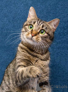 Photo №1.  - à vendre en ville de Moskova | Gratuit | Annonce № 167404