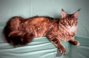 Photo №1. maine coon - à vendre en ville de Kemerovo | négocié | Annonce № 110819