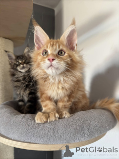 Photo №2 de l'annonce № 138044 de la vente maine coon - acheter à Espagne annonce privée