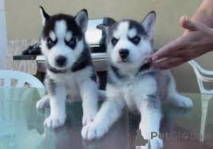 Photo №1. husky de sibérie - à vendre en ville de Gembloux | 388€ | Annonce №171083