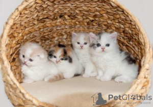 Photo №1. scottish fold - à vendre en ville de Tongeren | Gratuit | Annonce № 128753