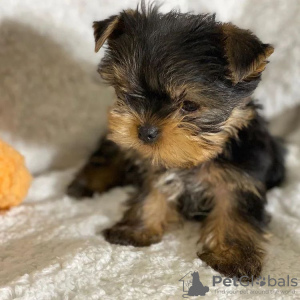 Photos supplémentaires: Beaux chiots Yorkshire Terrier à vendre