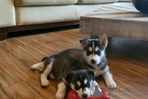 Photo №1. husky de sibérie - à vendre en ville de Антверпен | 300€ | Annonce №125205