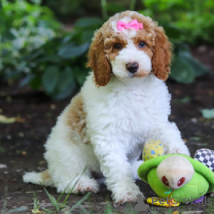Photo №3. Rencontrez Bella, le superbe chiot caniche jouet multicolore prêt pour sa maison. Allemagne
