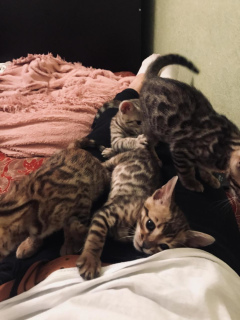 Photo №3. Les chatons du Bengale, de couleur Ben n 24, sont prêts à bouger.Il y a 3 filles. Fédération de Russie