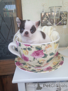Photo №1. chihuahua - à vendre en ville de BARSENA DE SISERO | négocié | Annonce №168292