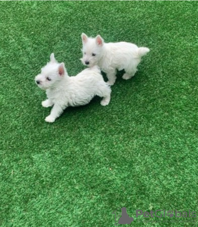 Photo №1. west highland white terrier - à vendre en ville de Stockholm | négocié | Annonce №113177