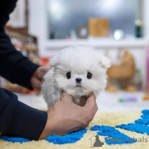 Photo №1. bichon maltais - à vendre en ville de Varsovie | négocié | Annonce №162686