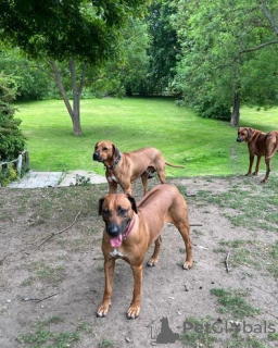 Photo №2 de l'annonce № 45284 de la vente chien de rhodésie à crête dorsale - acheter à Fédération de Russie 