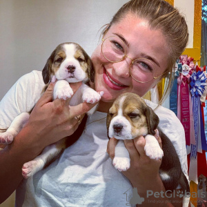 Photo №3. Les chiots Beagle recherchent. La finlande